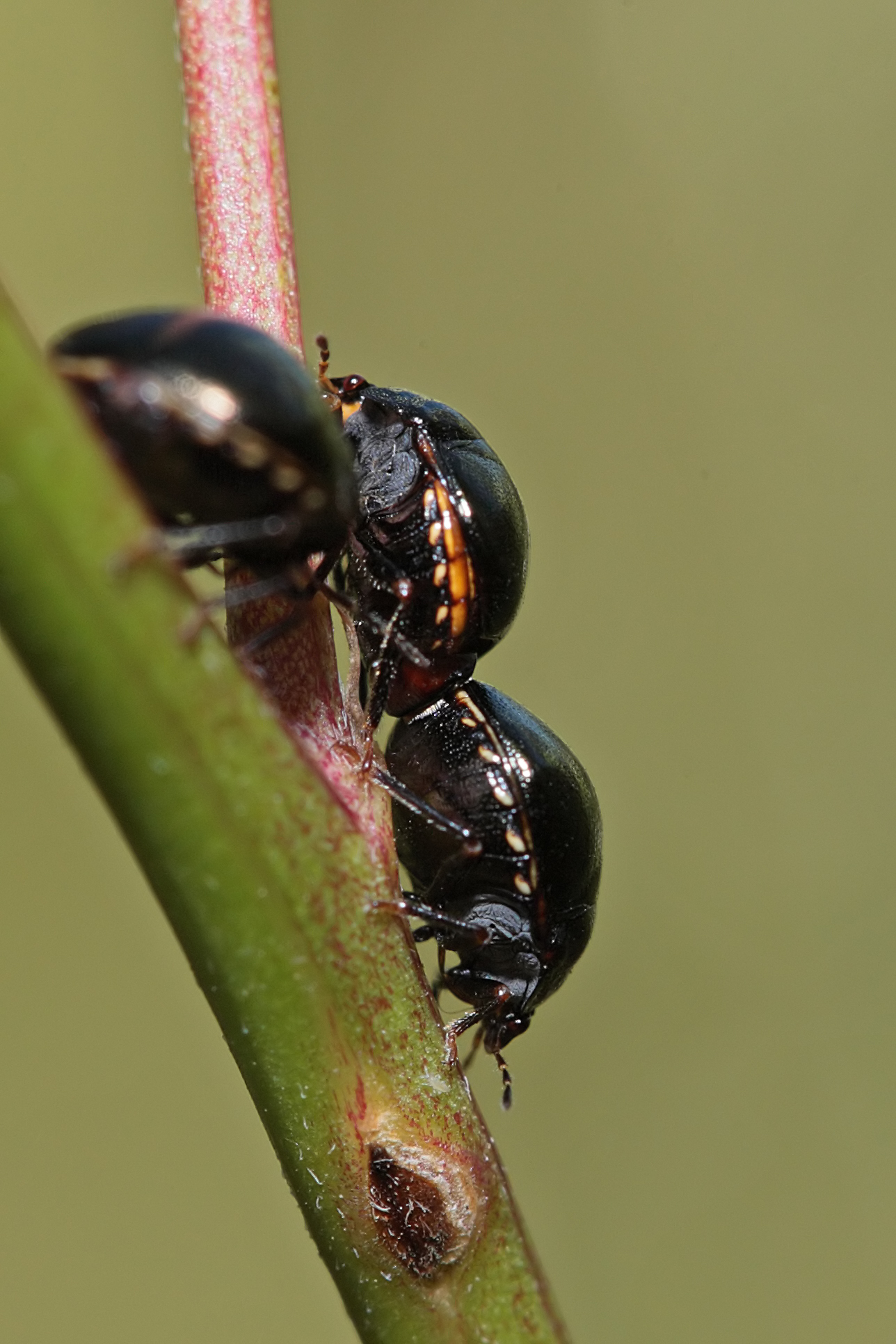 Punaise pilule (Coptosoma scutellatum)