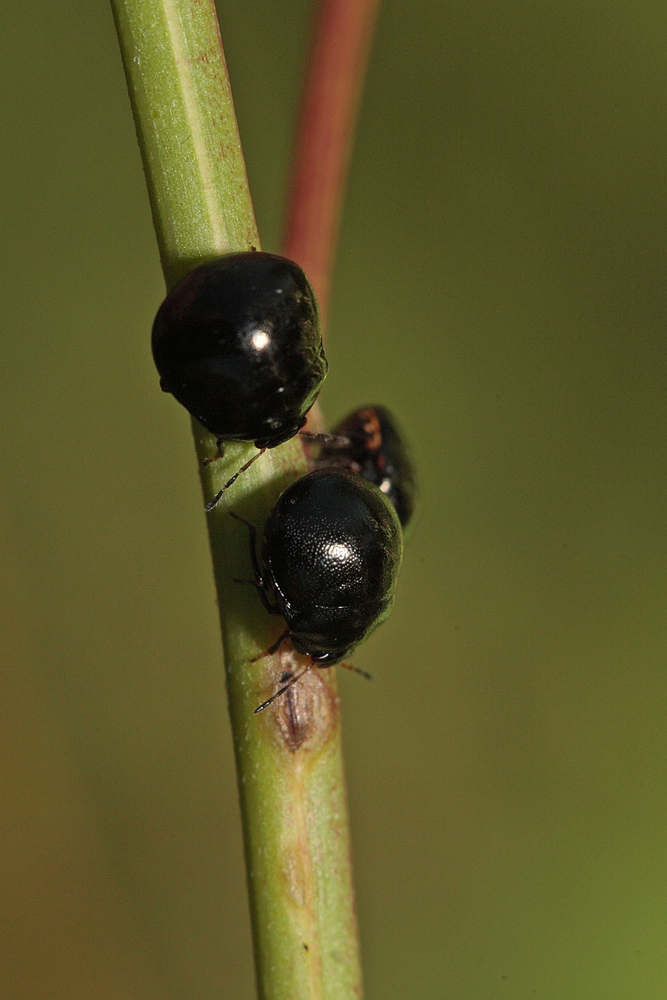 Punaise pilule (Coptosoma scutellatum)