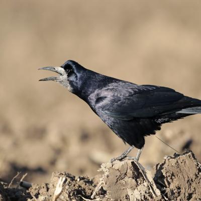Corbeau freux (Corvus frugilegus)