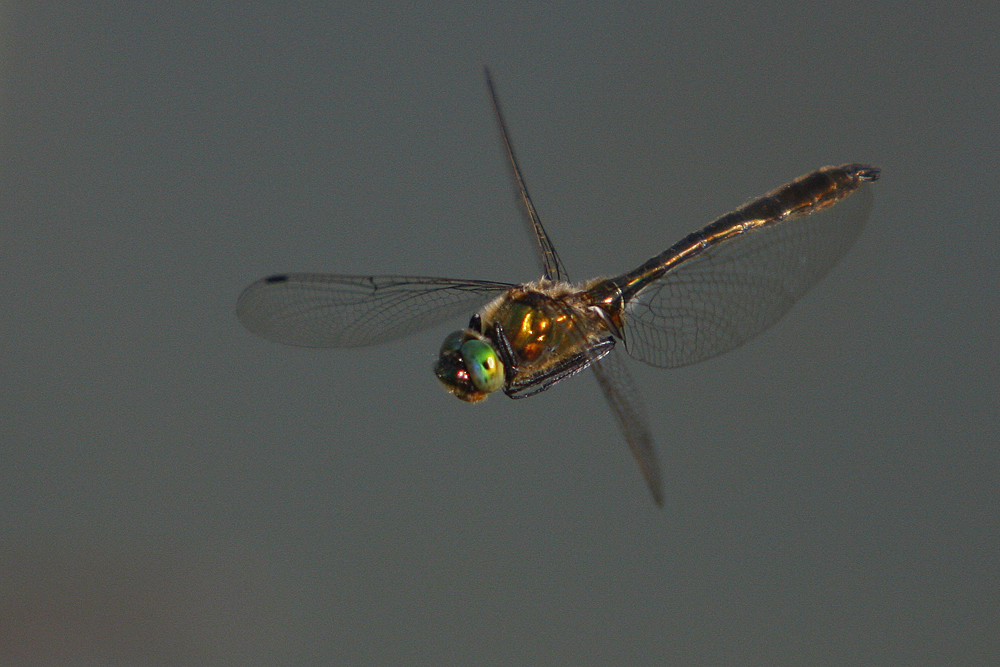 Cordulie bronze (Cordulia aenea)