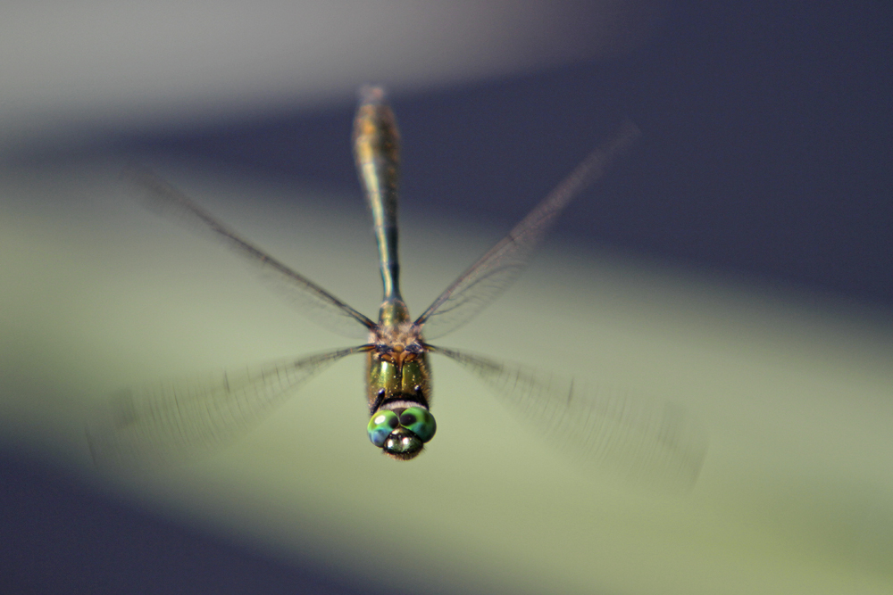 Cordulie bronze (Cordulia aenea)