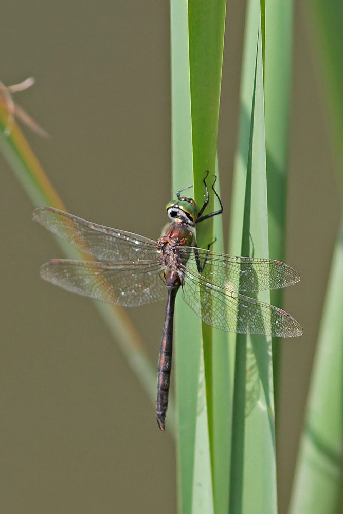 Cordulie bronze (Cordulia aenea) mâle