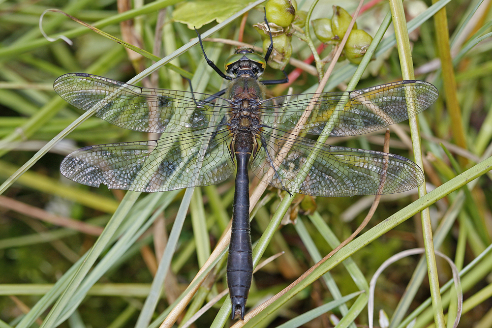 Cordulie bronze (Cordulia aenea) femelle