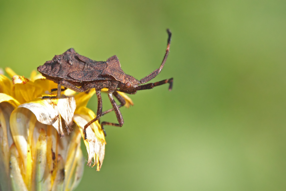 Corée marginée (Coreus marginatus)