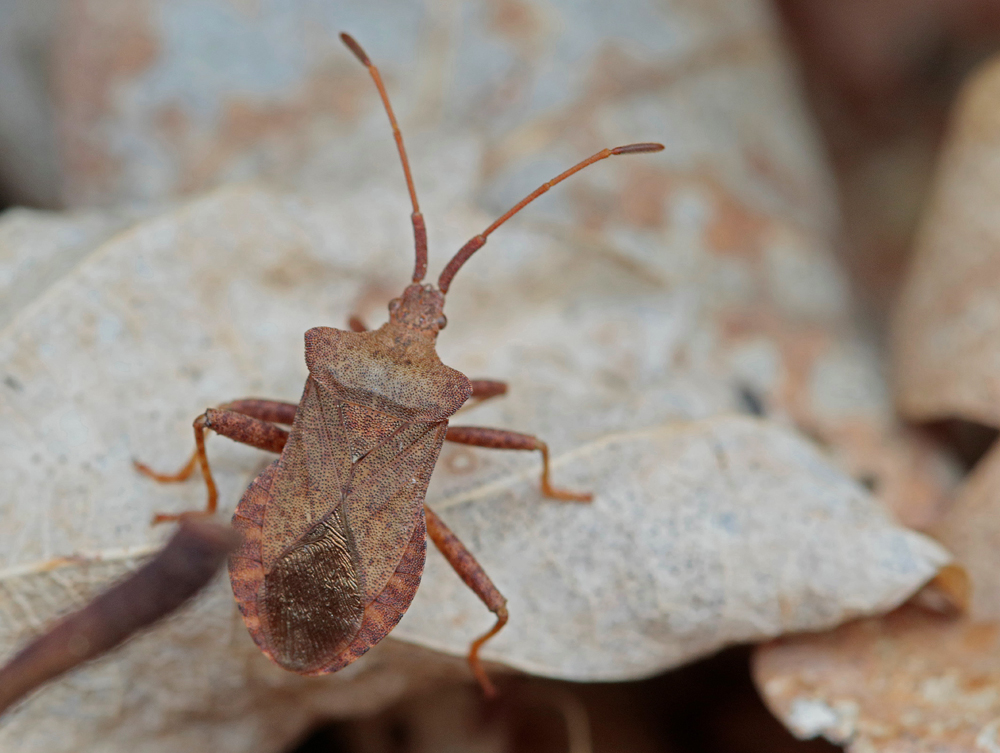 Corée marginée (Coreus marginatus) adulte