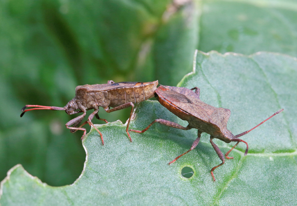 Corée marginée (Coreus marginatus) couple.