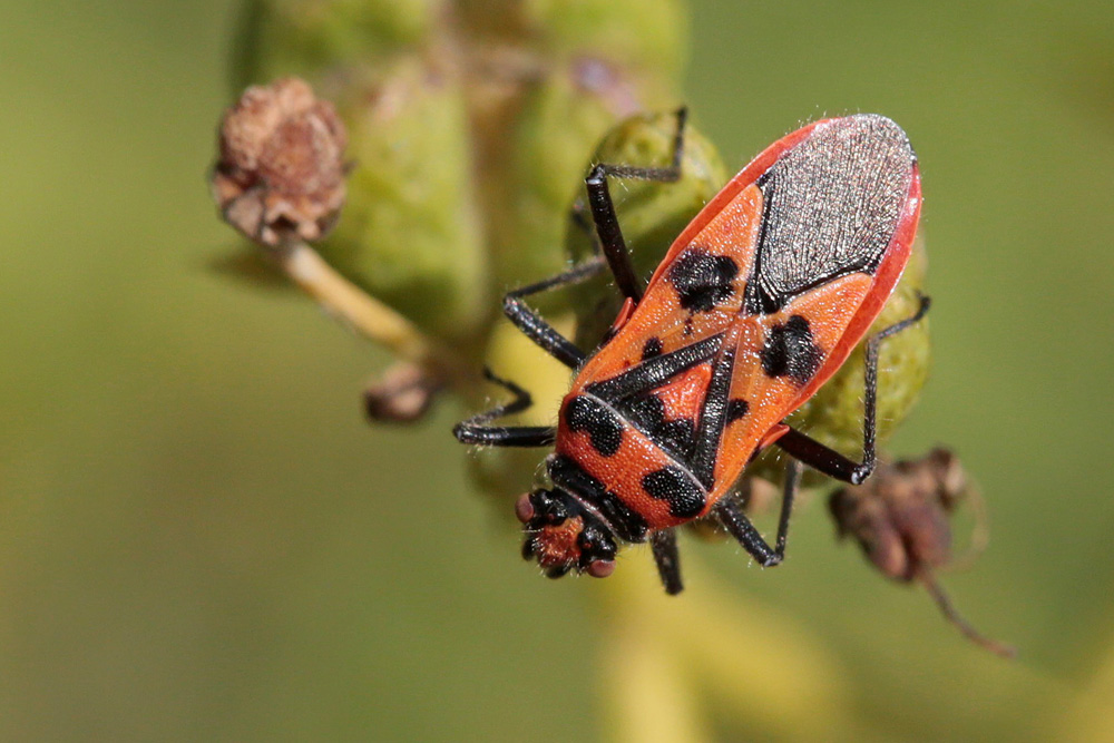 Punaise de la jusquiame (Corizus hyoscyami)