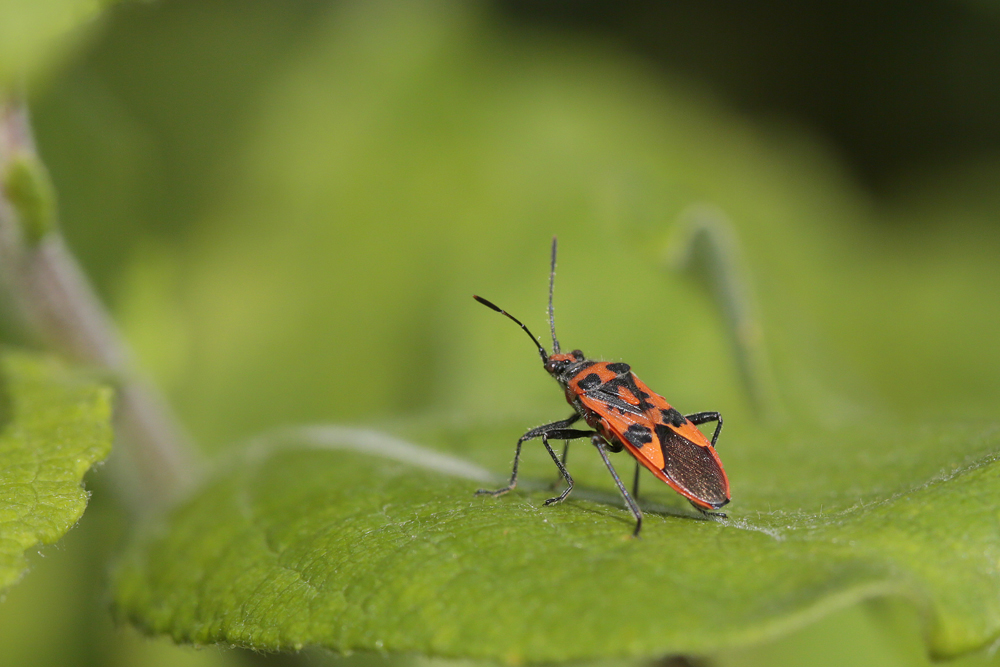 Punaise de la jusquiame (Corizus hyoscyami)