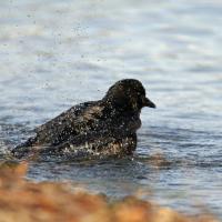 Corneille  noire (Corvus corone)