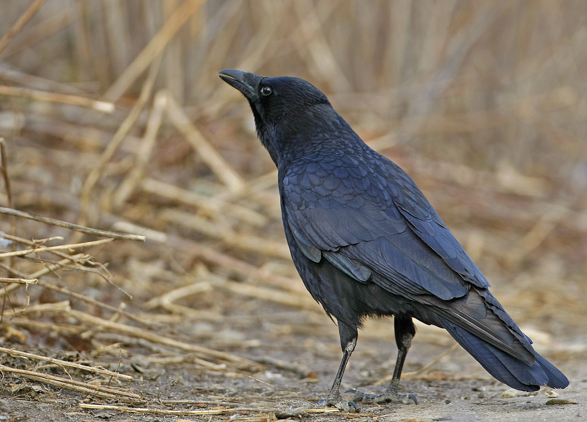 Corneille  noire (Corvus corone)