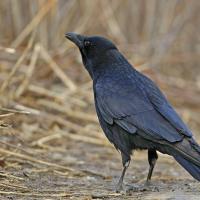 Corneille  noire (Corvus corone)