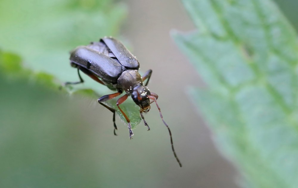 Longicorne Cortodère (Cortodera femorata)