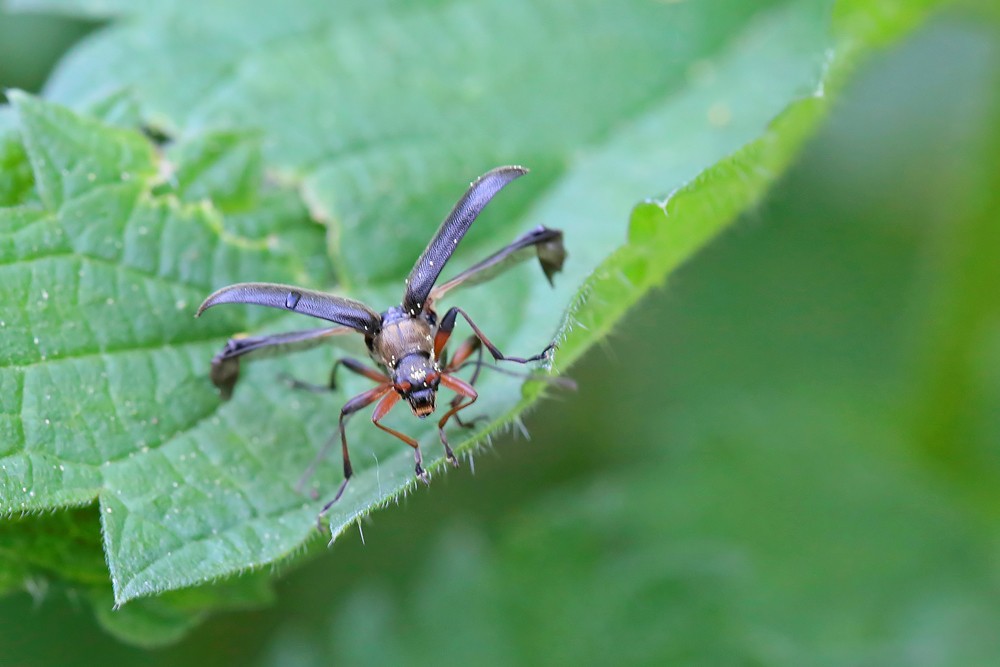 Longicorne Cortodère (Cortodera femorata)