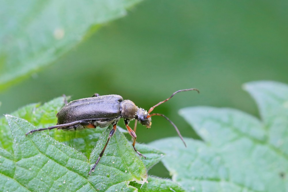Longicorne Cortodère (Cortodera femorata)