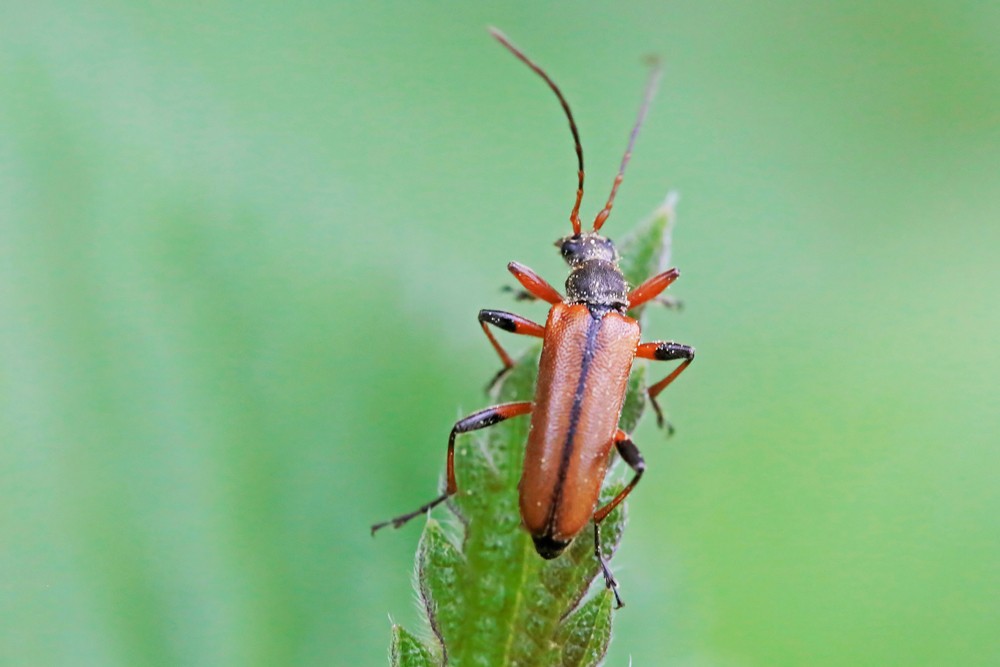 Longicorne Cortodere à épaules jaunes  (Cortodera humeralis )