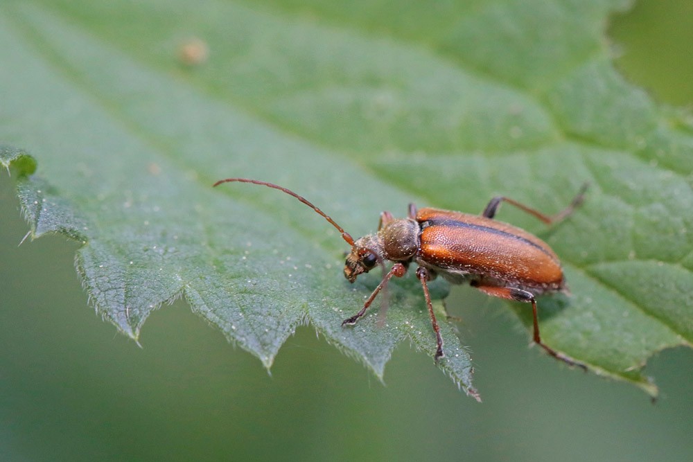 Longicorne Cortodère à épaules jaunes  (Cortodera humeralis)