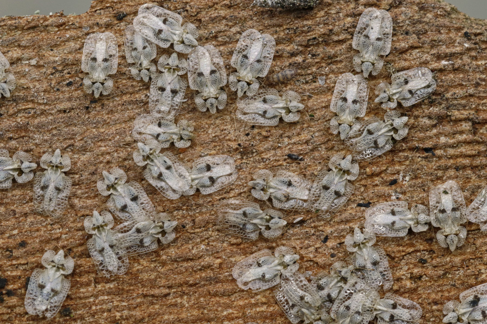 Tigre du platane (Corythucha ciliata)