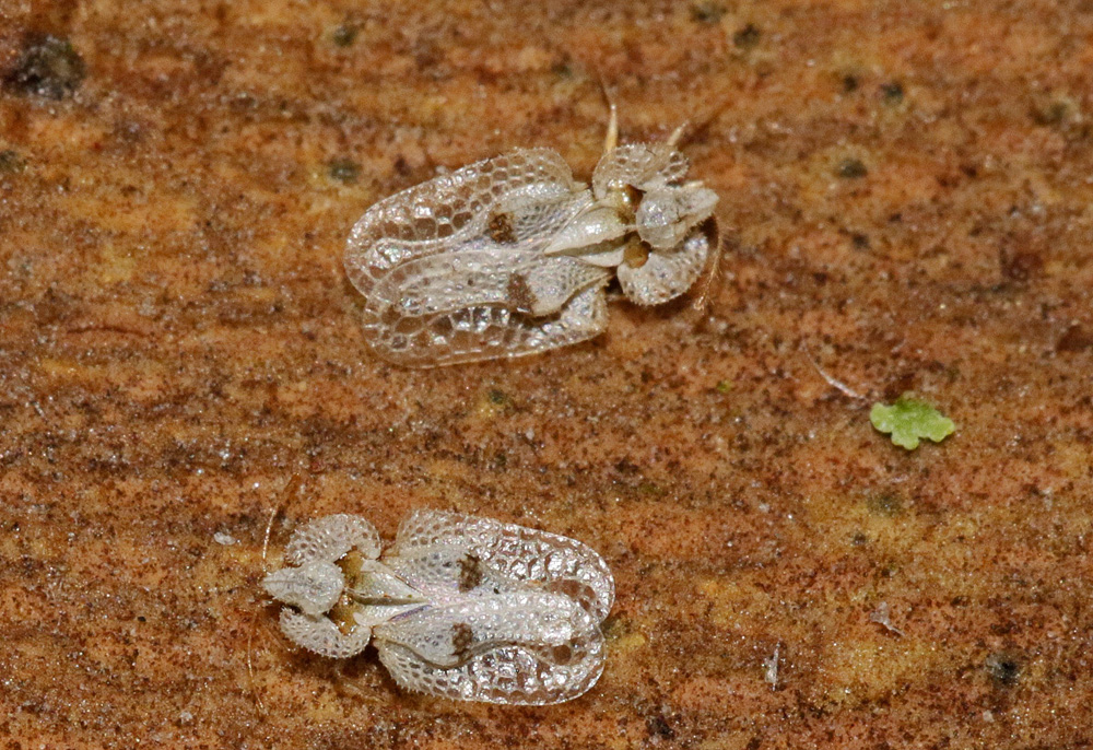 Tigre du platane (Corythucha ciliata)