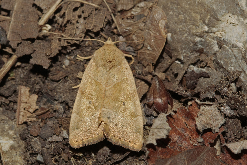 Le Trapèze (Cosmia trapezina)