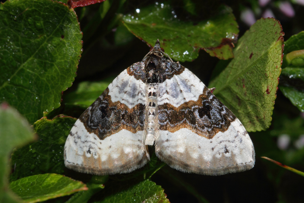 Le Lynx (Cosmorhoe ocellata)