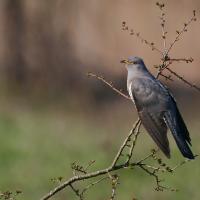 Coucou  gris  (Cuculus canorus)