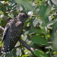 Coucou  gris  (Cuculus canorus) jeune