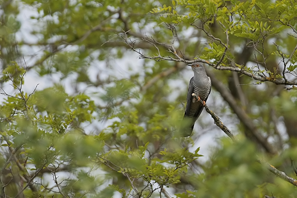Coucou  gris  (Cuculus canorus)