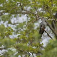 Coucou  gris  (Cuculus canorus)