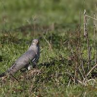 Coucou  gris  (Cuculus canorus)
