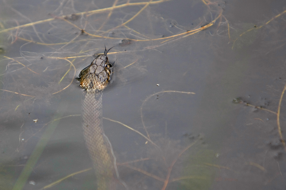 Couleuvre  helvetique ou couleuvre  à collier (Natrix helvetica))