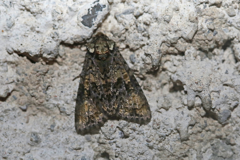 La Troënière (Craniophora ligustri)