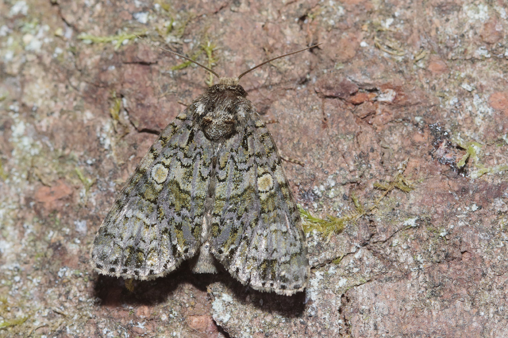 La Troënière (Craniophora ligustri)
