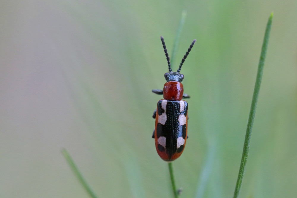 Chrysomèle : Criocère de l'asperge (Crioceris asparagi)