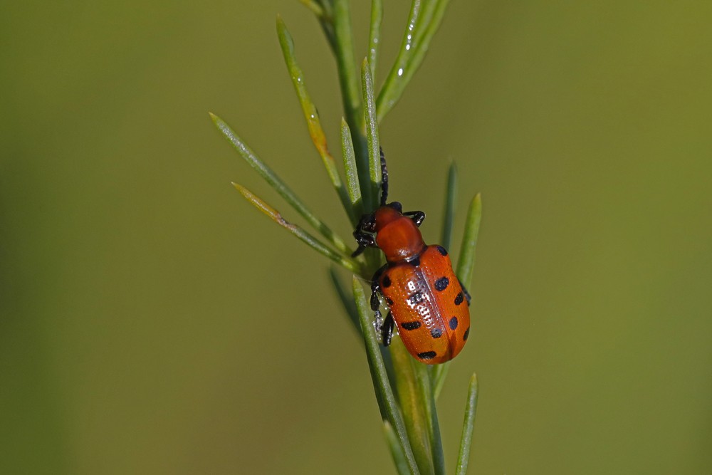 Chrysomèle: Criocère à 12 points (Crioceris duodecimpunctata)