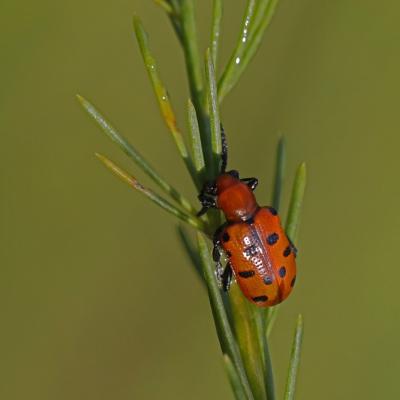 Chrysomèle: Criocère à 12 points (Crioceris duodecimpunctata)