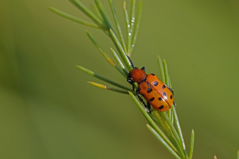 Chrysomèle: Criocère à 12 points (Crioceris duodecimpunctata)