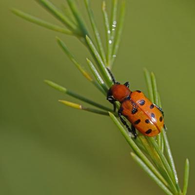 Chrysomèle: Criocère à 12 points (Crioceris duodecimpunctata)