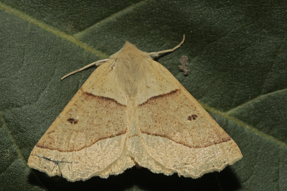 La Phalène de la mancienne (Crocallis elinguaria)