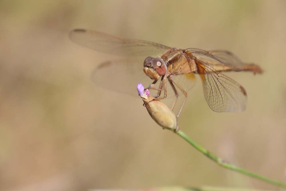 Crocothémis  écarlate (Crocothemis erythraea) femelle