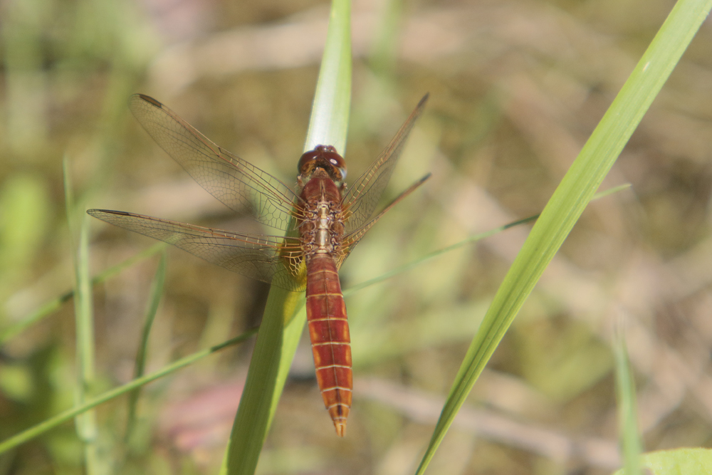 Crocothémis  écarlate (Crocothemis erythraea) mâle