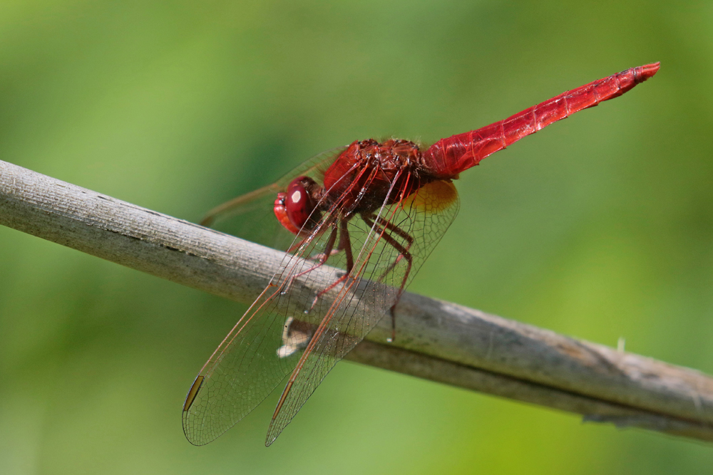 Crocothémis  écarlate (Crocothemis erythraea) mâle