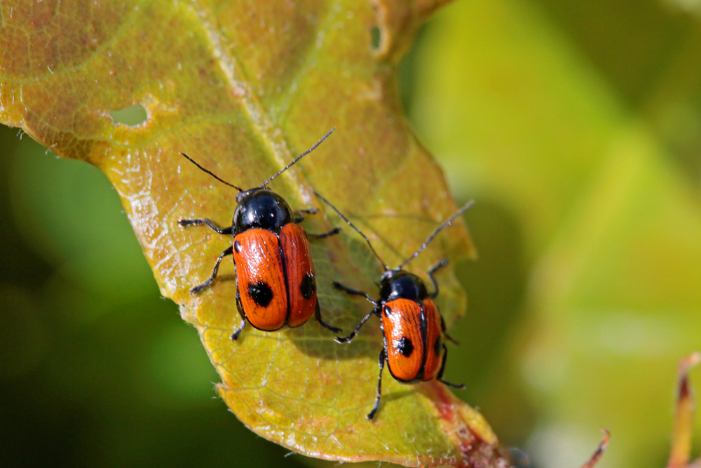 Chrysomèle  Cryptocephale à 2 points (Cryptocephalus bipunctata)