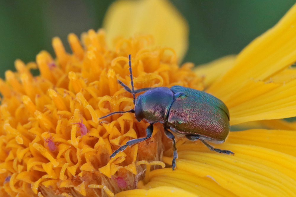 Chrysomèle: Cryptocephale modeste (Cryptocephalus hypochaeridis)