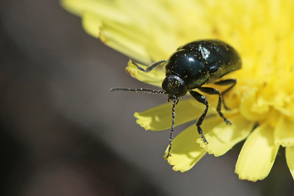 Chrysomèle Cryptocéphale violet (Cryptocephalus violaceus)