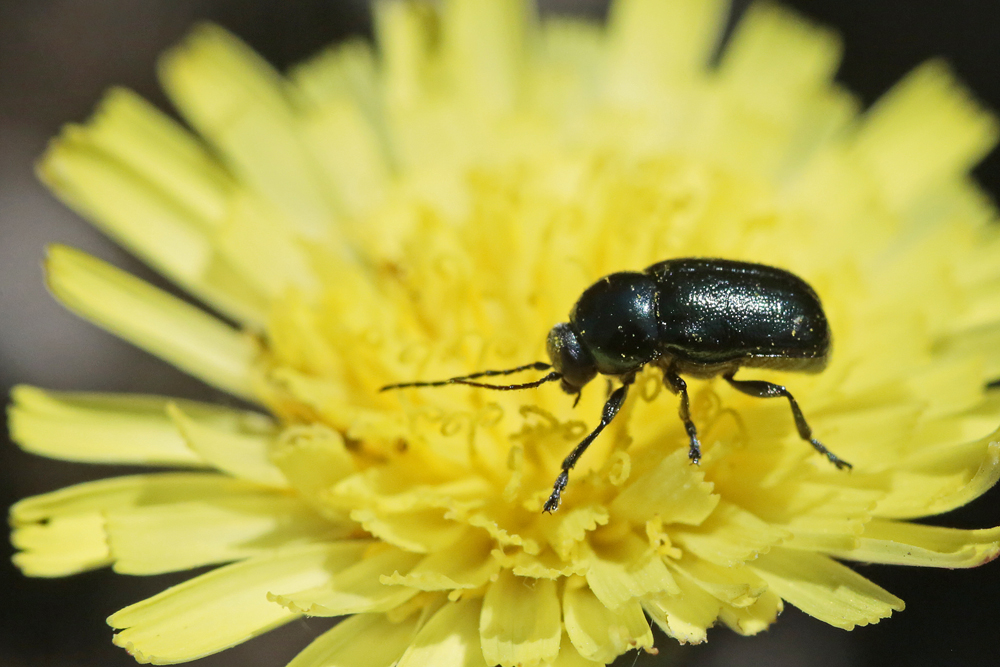 Chrysomèle Cryptocephale violet  (Cryptocephalus violaceus)