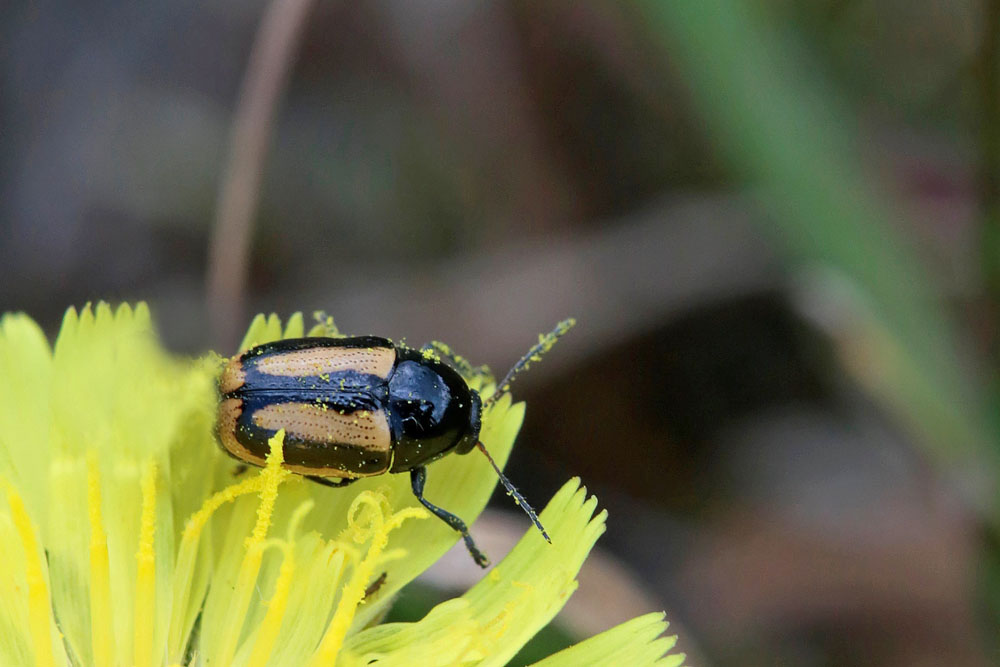 Chrysomèle à bandes blanches (Cryptocephalus vittatus)