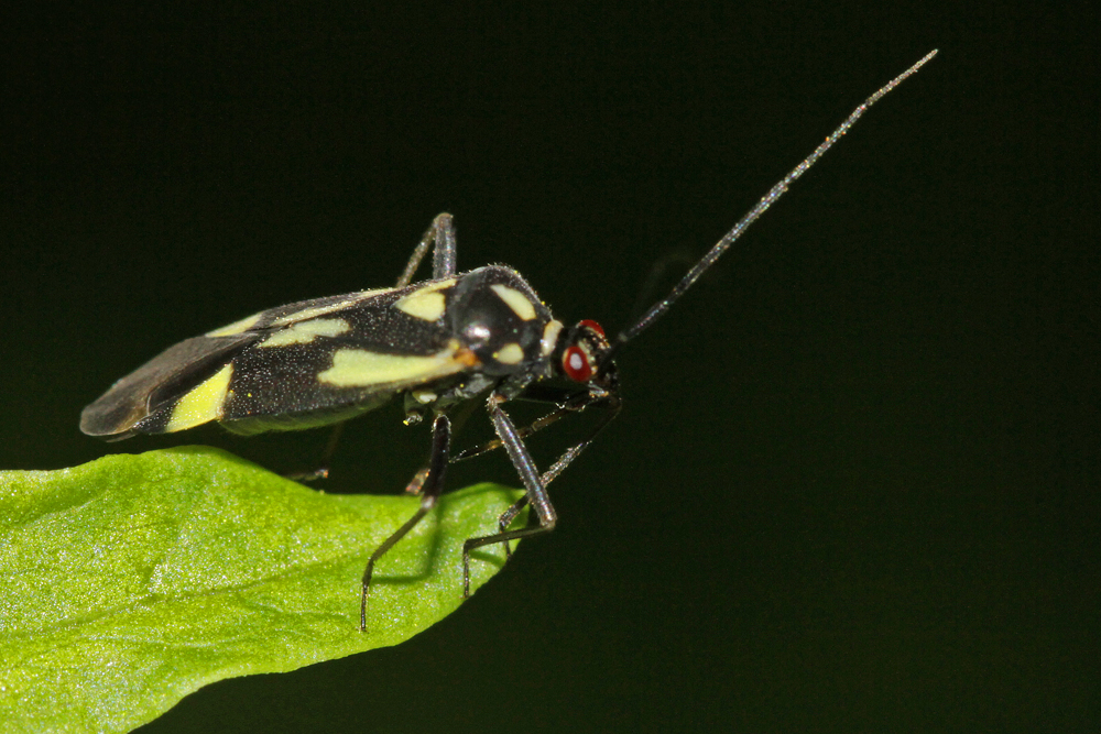 Gryptocoris sexguttatus