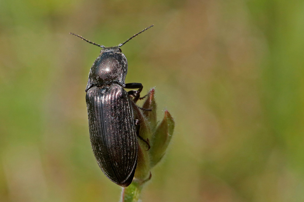 Taupin (Ctenicera cuprea)