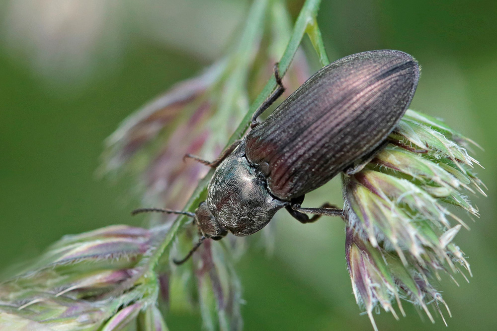 Taupin (Ctenicera cuprea)