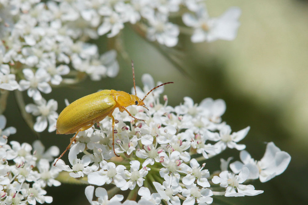 Cistèle jaune (Ctenopius sulphureus)